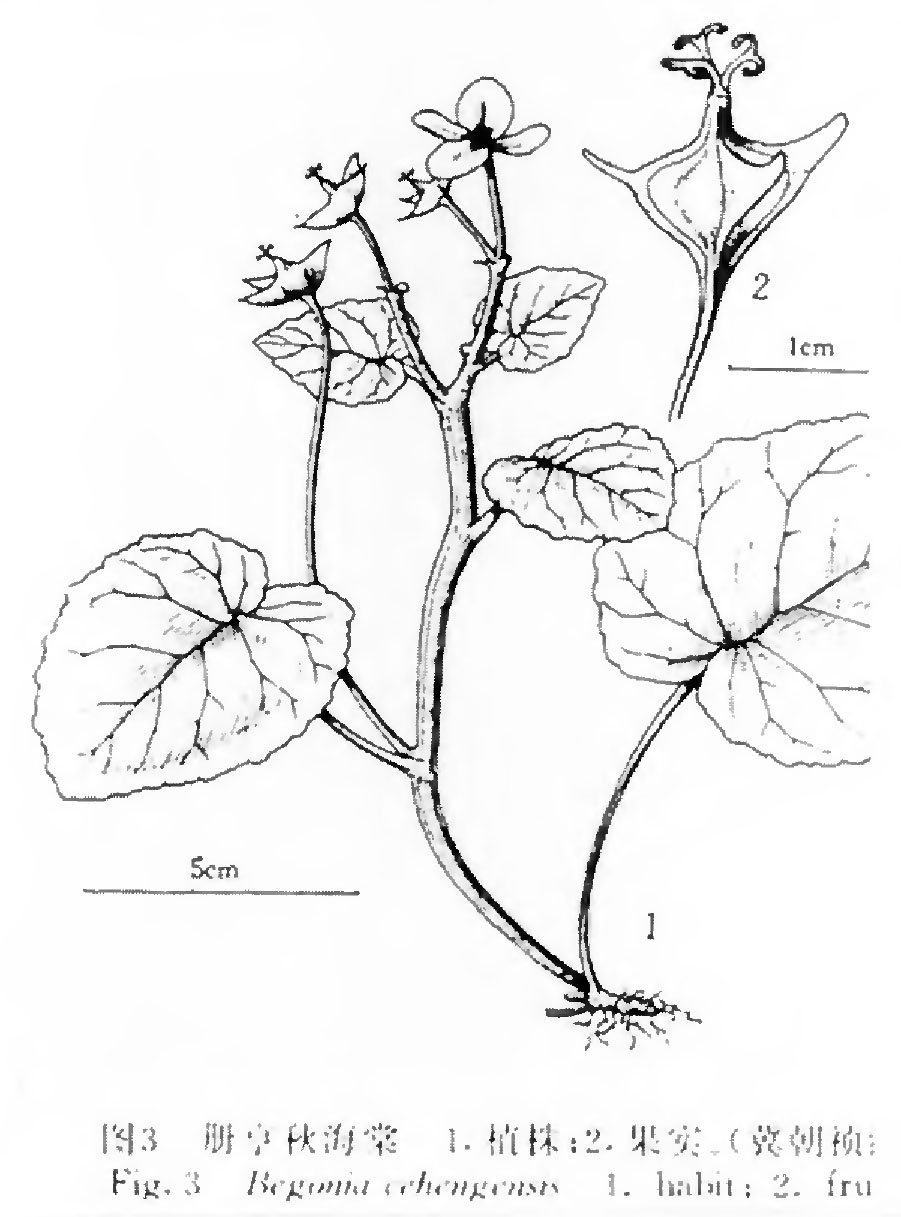 B. cehengensis